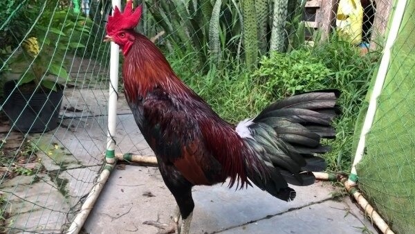 Gà Tử Mị – Biệt Tướng Sát Thủ Số 1 Trong Làng Gà Chọi