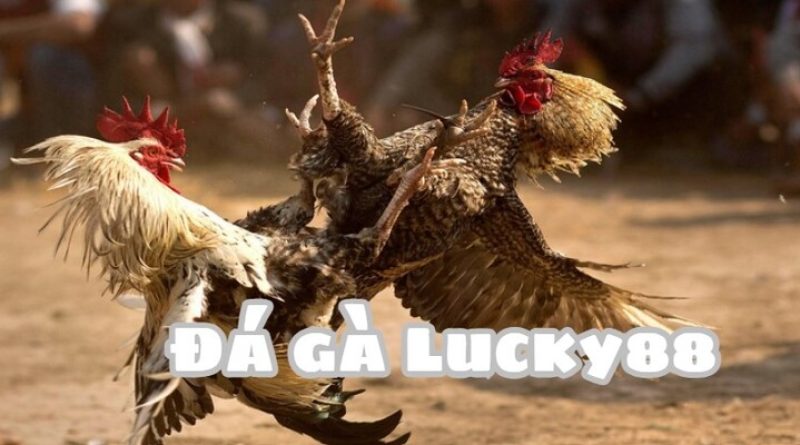 Đá Gà Lucky88 – Xem Chọi Gà Mãn Nhãn, Đặt Cược Trúng Lớn