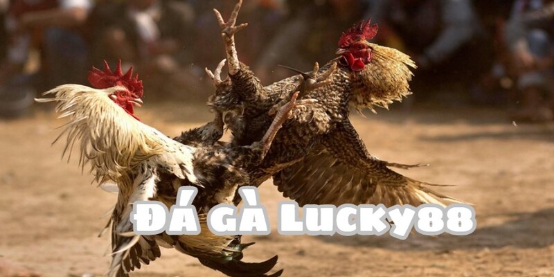 Khám phá sảnh cược Đá Gà Lucky88 đẳng cấp