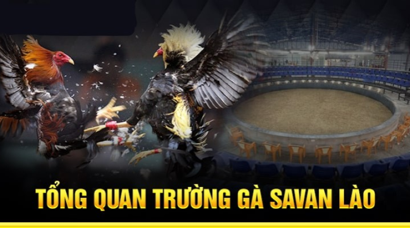 Game đá gà trực tiếp – hình thức giải trí cược lợi nhuận hấp dẫn