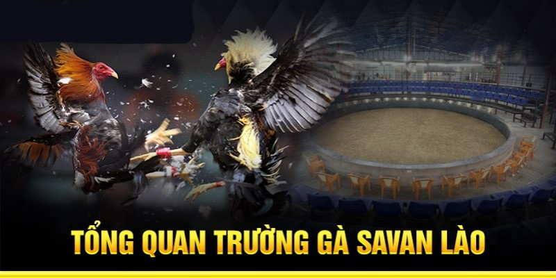 Tìm hiểu thông tin về hình thức game đá gà trực tiếp