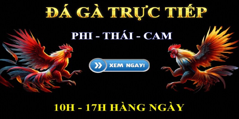 Nhà cái SV88 cung cấp dịch vụ đá gà giải trí hấp dẫn