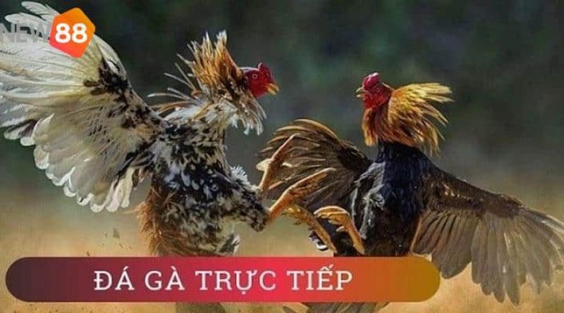 Xem đá gà trực tiếp tại New88 – Kênh phát sóng mới nhất