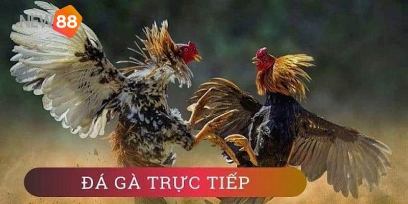 Lý do bạn nên lựa chọn New88 để xem đá gà trực tiếp