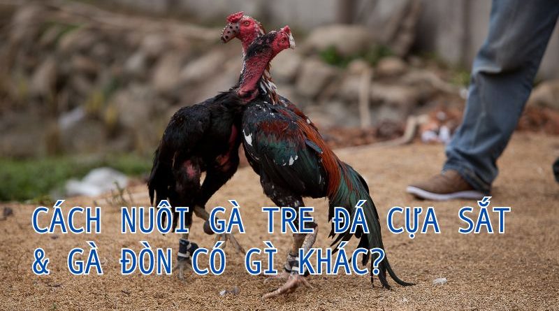 Hé lộ cách nuôi gà tre đá cựa sắt hiệu quả đúng kỹ thuật