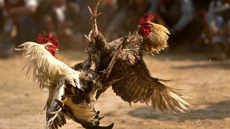  Livestream đá gà Campuchia sắc nét tại Đá Gà 78WIN.