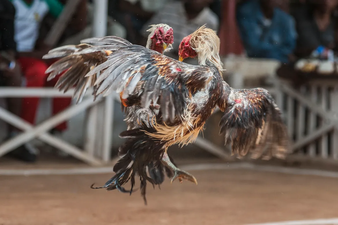  Hướng dẫn kèo TRÊN – DƯỚI tại sảnh Đá Gà 78WIN.