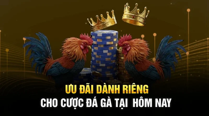 Ưu đãi dành riêng cho cược đá gà tại x88 hôm nay