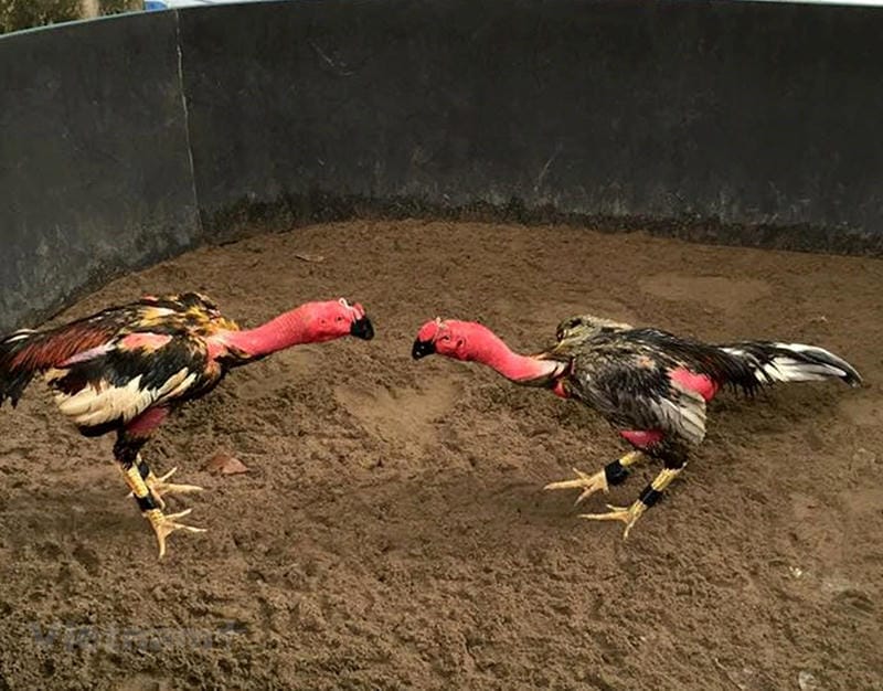 Đo lường cơ bắp – “Động cơ V12” quyết định cú đá hiểm