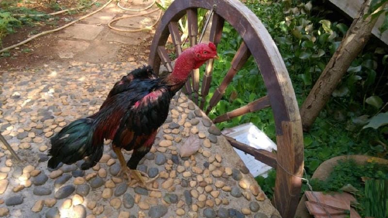 Kiểm tra sức bền – “Bí mật” của trận đấu 5 hiệp