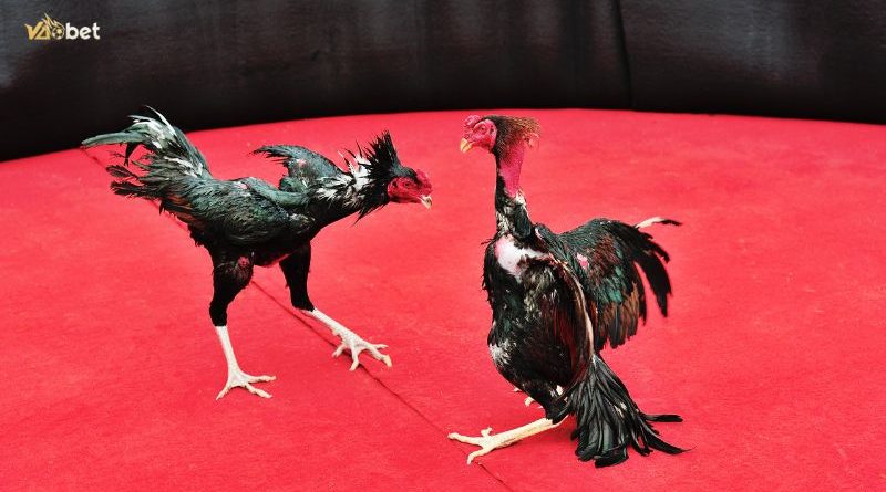 Đá gà Vaobet: Trải nghiệm cá cược đỉnh cao trực tuyến
