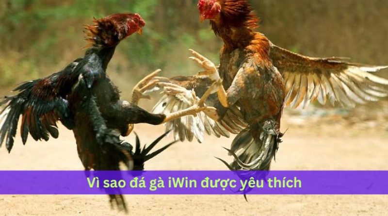 Đá gà IWIN – Trải nghiệm trận đấu đỉnh cao đầy kịch tính