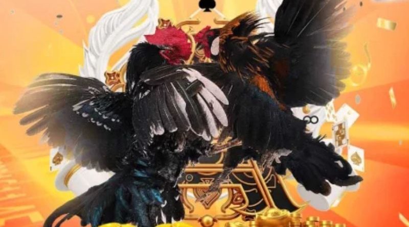 Đá gà Bin88 – Địa chỉ cá cược đá gà trực tuyến uy tín số 1