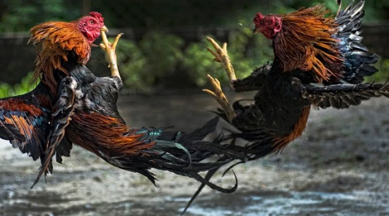 Nhà Cái vb88 – Sân Chơi Giải Trí Đẳng Cấp Toàn Cầu